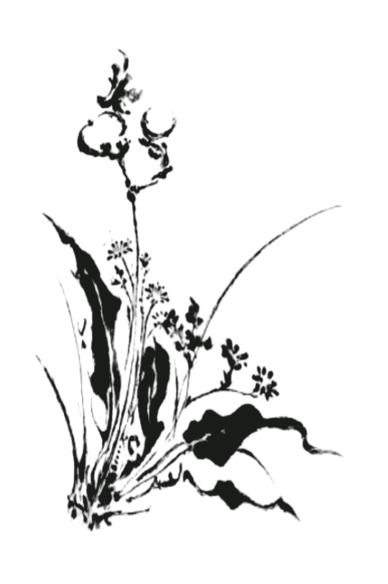 Ink line drawing of an orchid