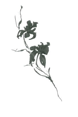 Ink illustration of an iris stem